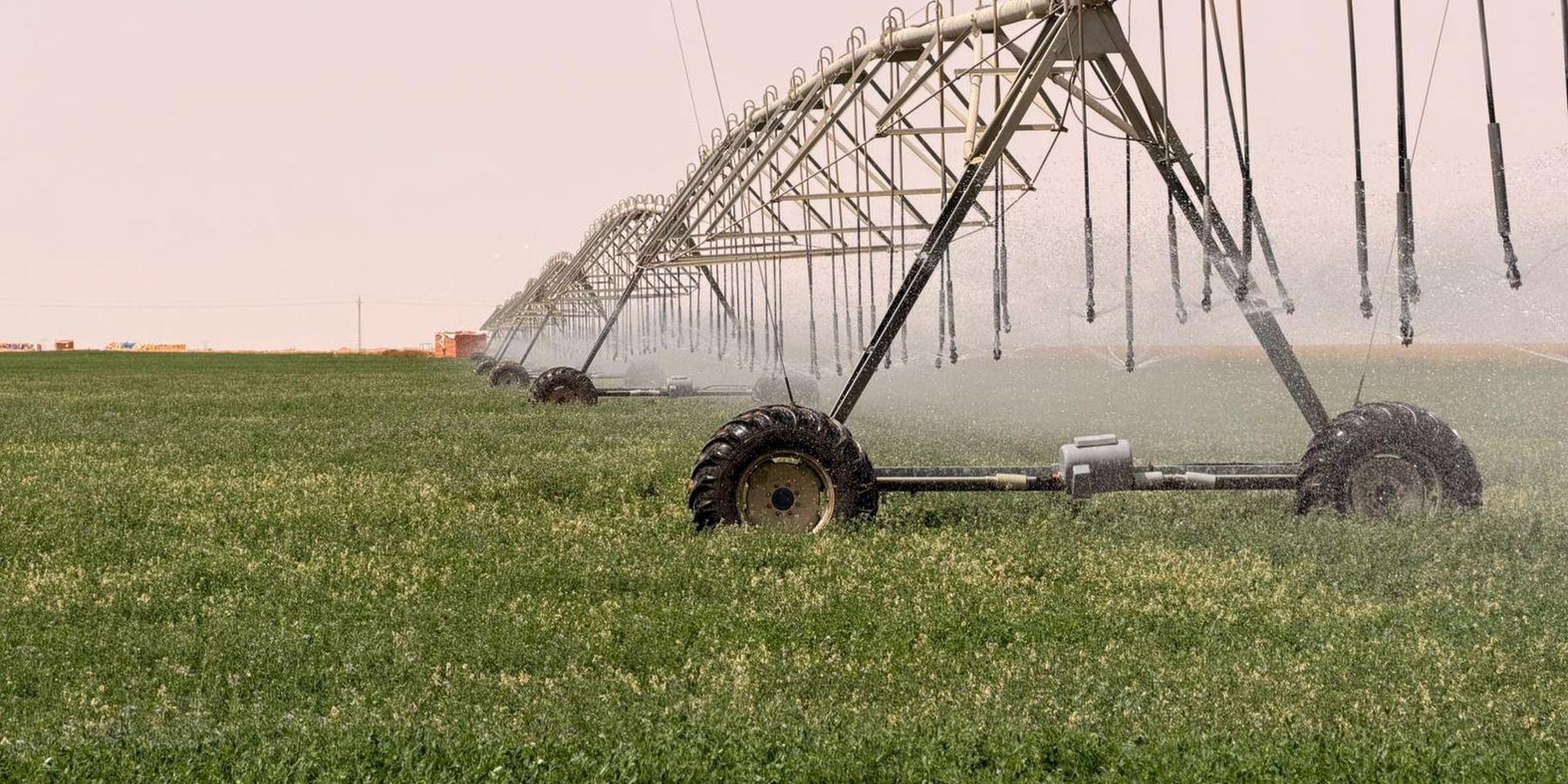 Centre pivot irrigation over an alfalfa field supplying AMS Prime Egypt