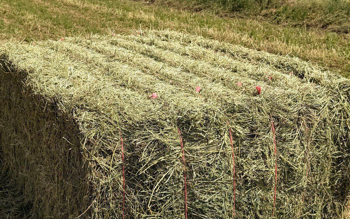 Alfalfa hay bale, cattle grade