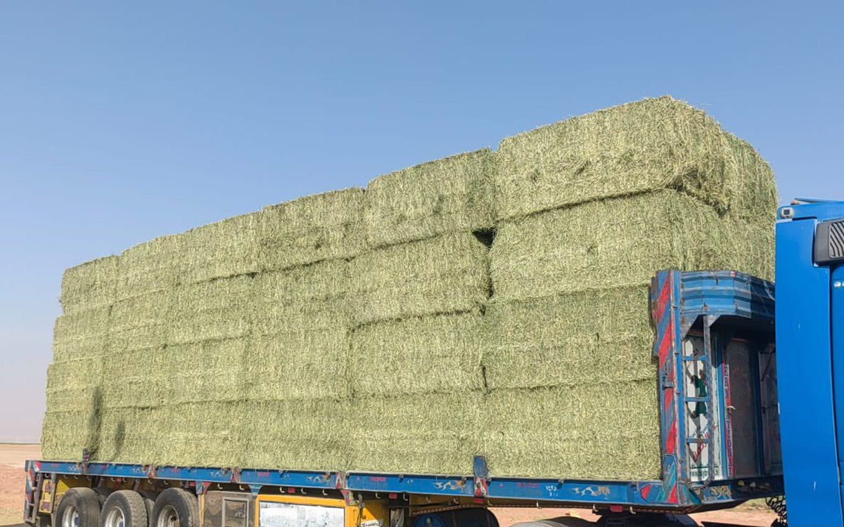 Alfalfa hay loaded for export, sheep grade